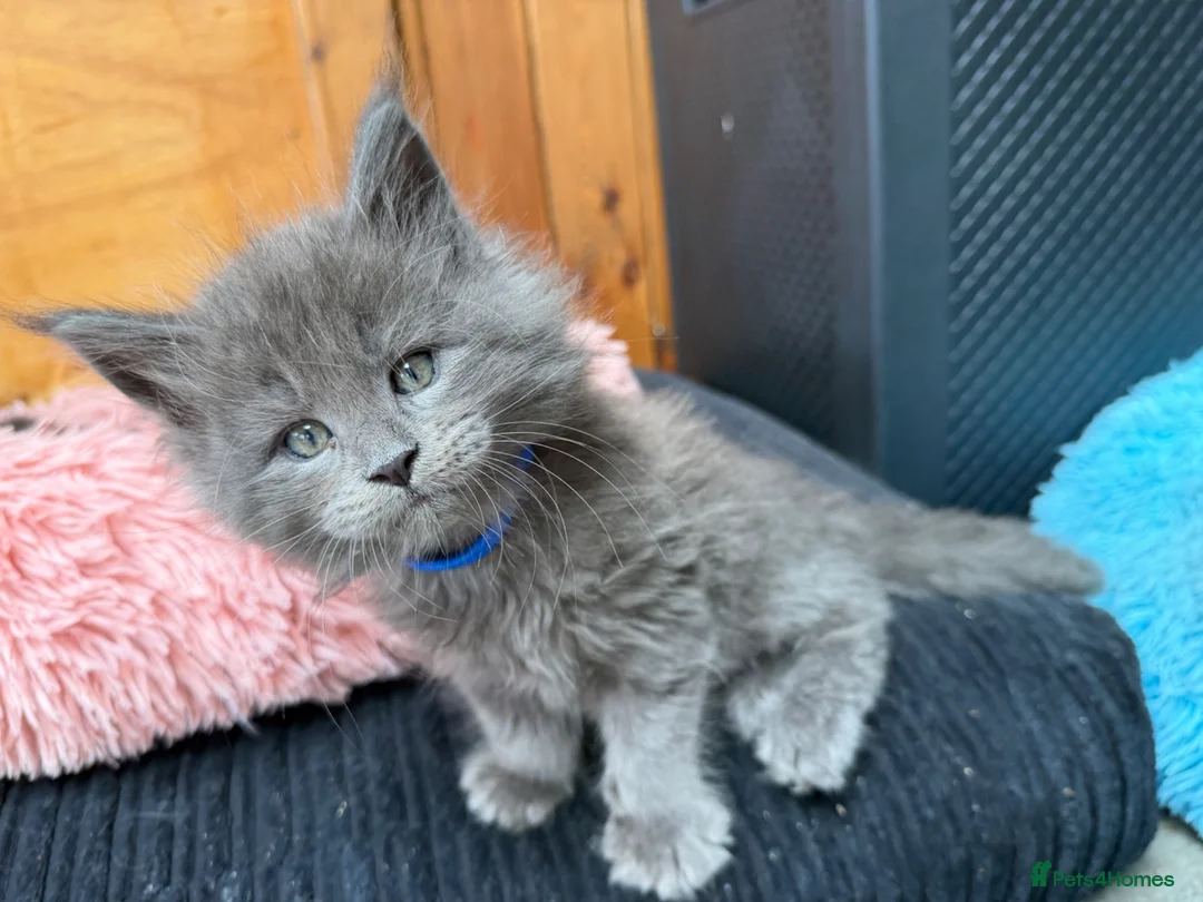 Maine Coon cats for sale: Beautiful GCCF reg Maine coon kittens for sale  - Advert 1