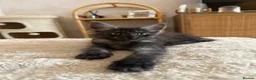 Maine Coon cats for sale: Maine coon kittens - Advert 9
