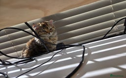 Persian cats for sale: Cute Siberian Persian Kitten for Sale - Image 11