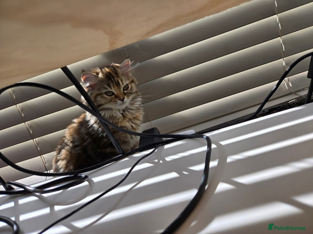 Persian cats for sale: Cute Siberian Persian Kitten for Sale - Image 11