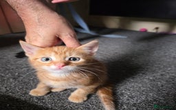 Domestic Shorthair cats for sale: Kittens  - Image 2