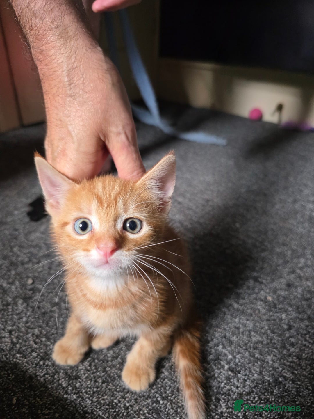 Domestic Shorthair cats for sale: Kittens  - Image 2