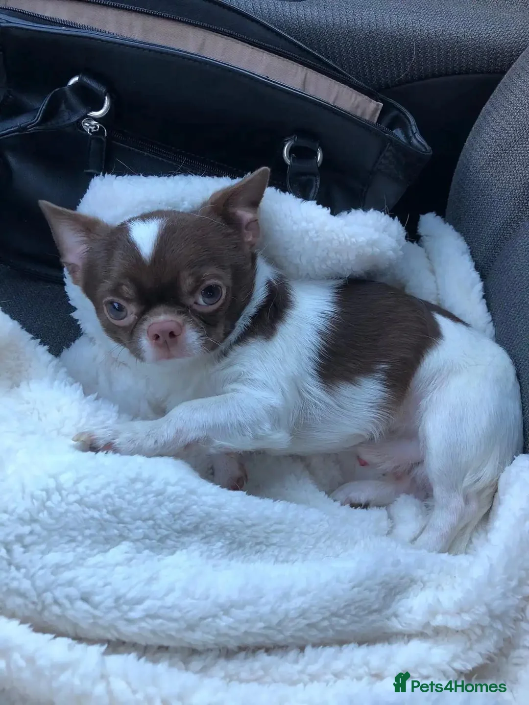 Chihuahua dogs for sale: Beautiful Sweet-heart Chihuahuas– 2 Boys & 2 Girls - Advert 8