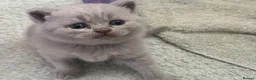 British Shorthair cats for sale: Blue and lilac British shorthair kittens  - Advert 5