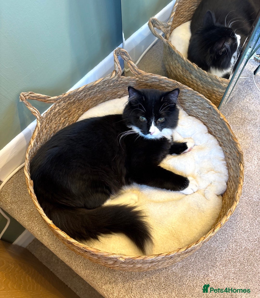 Maine Coon cats for sale: Dice Our Beautiful Maincoon X - Advert 3