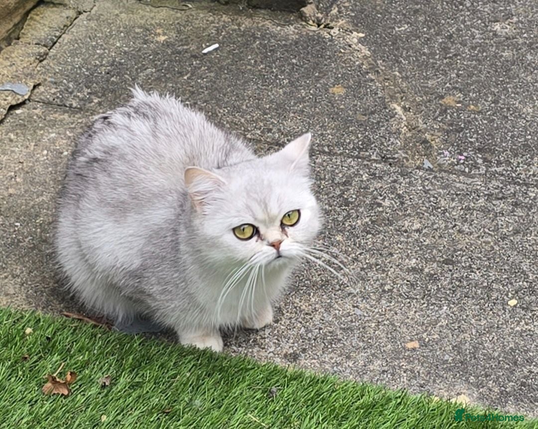 Scottish Fold cats Gorgeous Scottish straight  Neutered &  Vaccinated - Advert 1