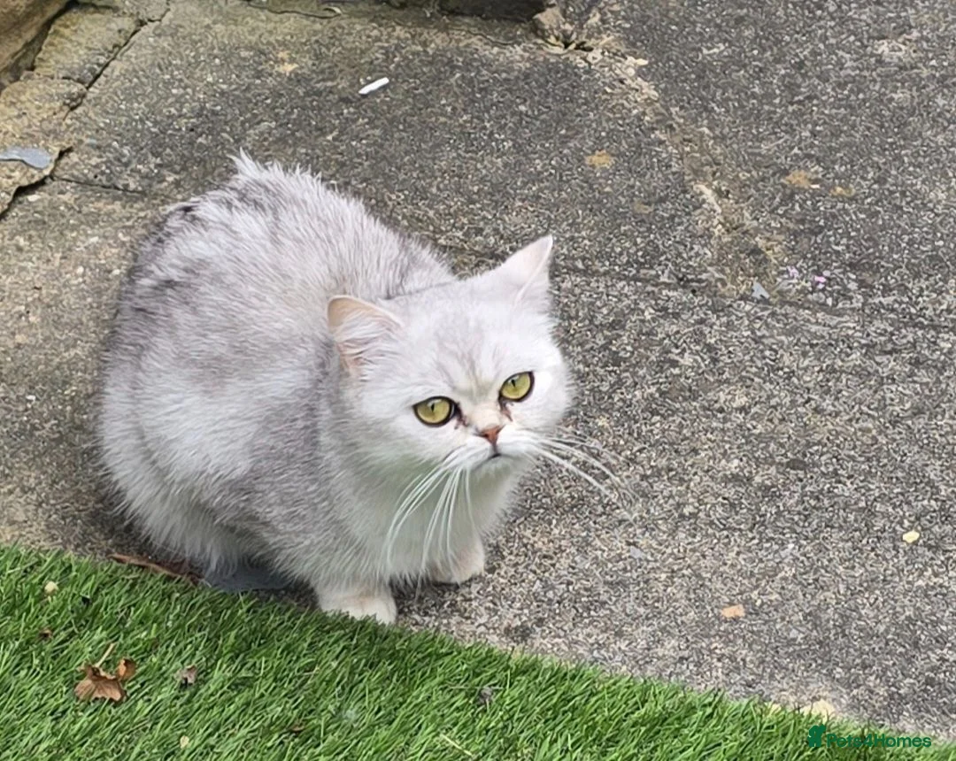 Scottish Fold cats for sale: Gorgeous Scottish straight  Neutered &  Vaccinated - Advert 1