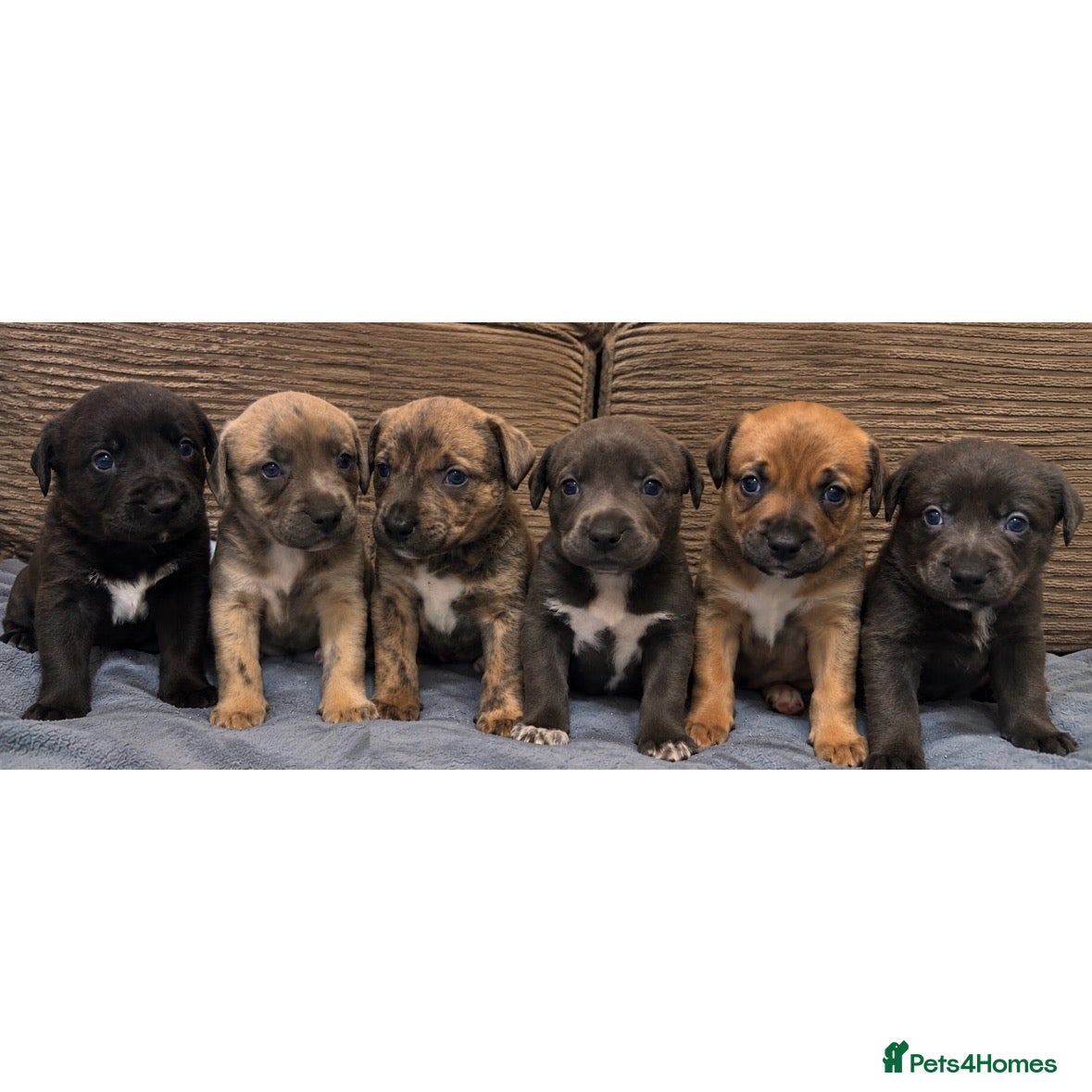 Mixed Breed dogs for sale: Gorgeous Blue & Brindle Mixed Breed Puppies 🫐💗 - Advert 2