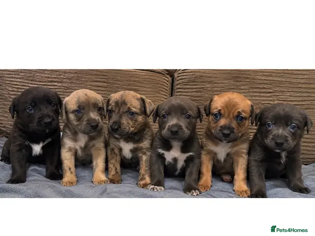 Mixed Breed dogs for sale: Gorgeous Blue & Brindle Mixed Breed Puppies 🫐💗 - Advert 2