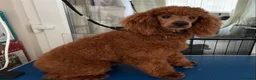 Toy Poodle dogs for stud: Kc Toy poodle  in Wakefield - Advert 5