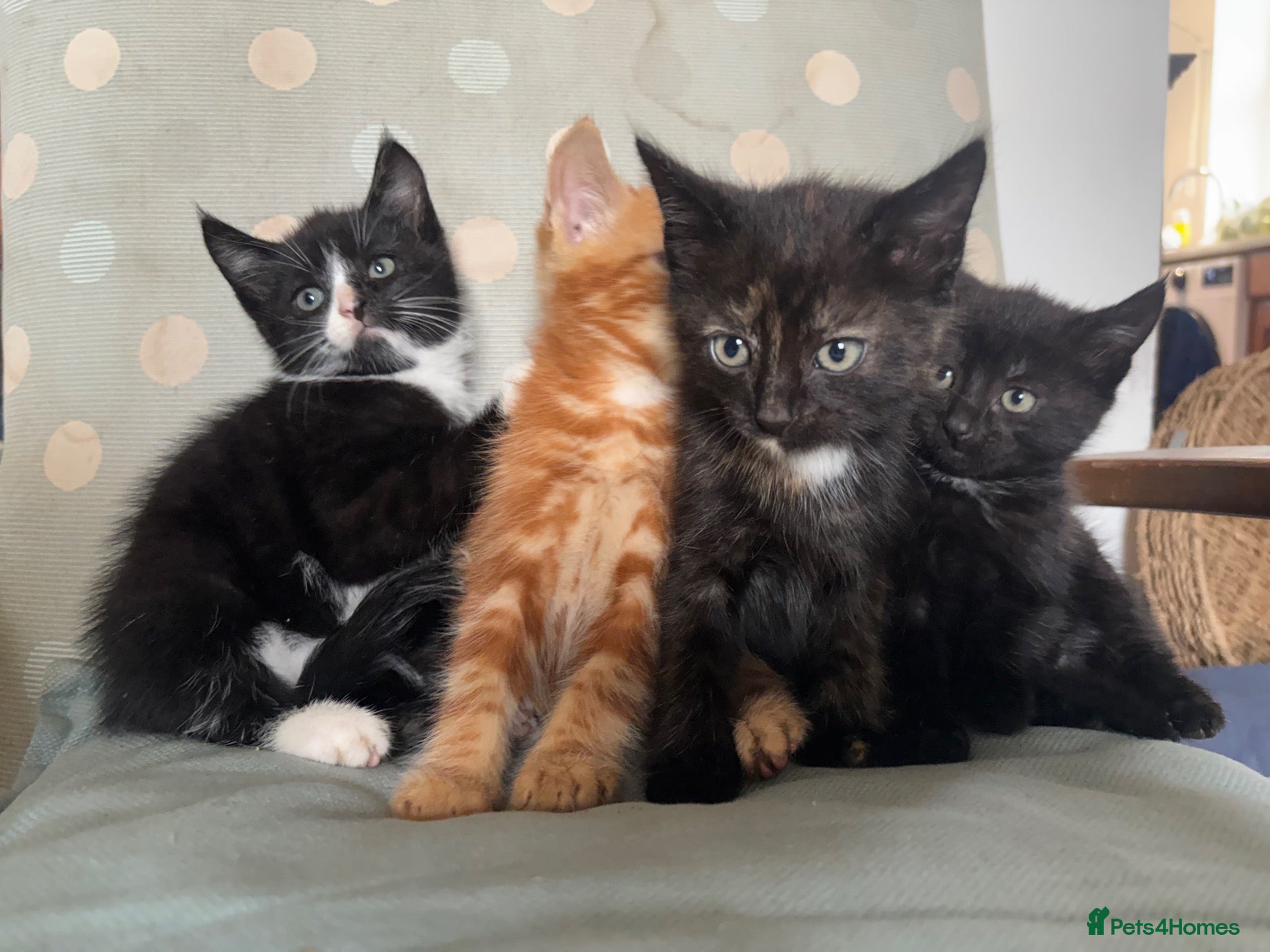 Mixed Breed cats Ready to go this week! Gorgeous kittens available  - Advert 15