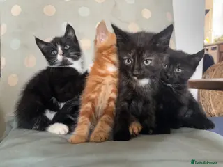 Mixed Breed cats Ready to go this week! Gorgeous kittens available - Advert 15