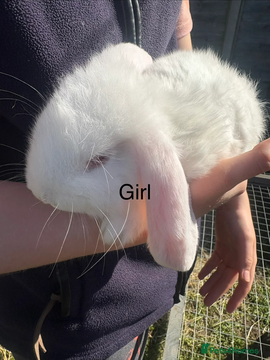 French Lop rabbits for sale: French lops - Advert 2