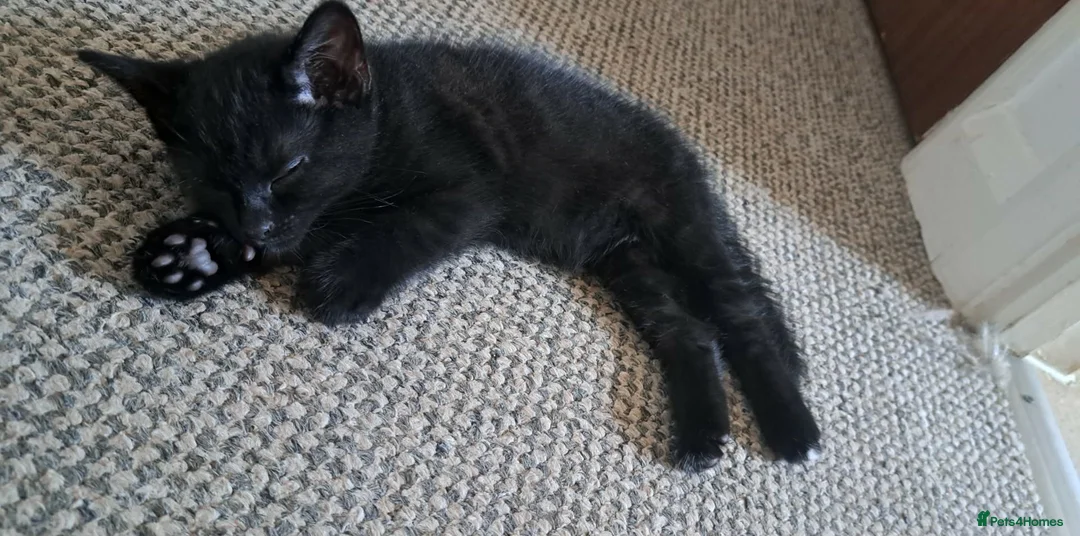 Mixed Breed cats for sale: Kittens ready now  in Rugby - Advert 6