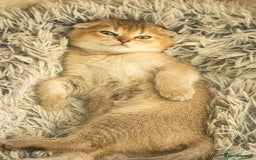 Scottish Fold cats for sale: Need home ASAP Full pedigreeTICA reg Scottish Fold in Barnet - Image 19