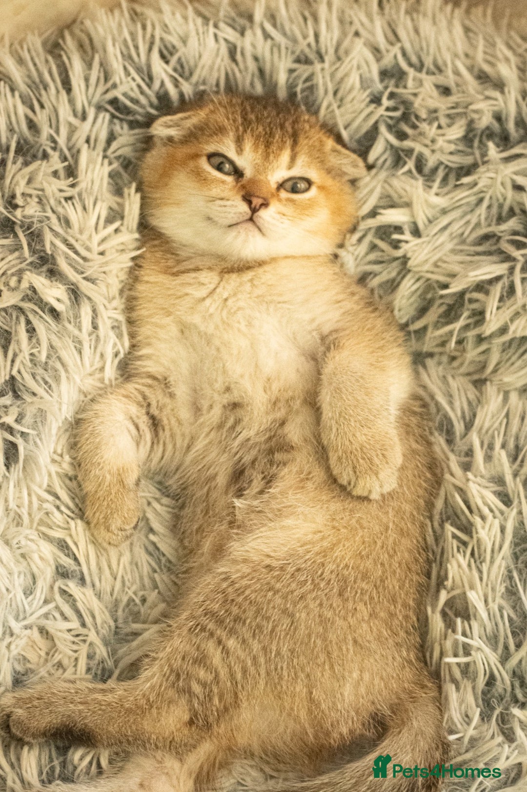 Scottish Fold cats for sale: Need home ASAP Full pedigreeTICA reg Scottish Fold in Barnet - Image 19