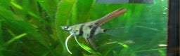 Angelfish fish for sale: Old school standard stripes Angel Fish - Advert 19