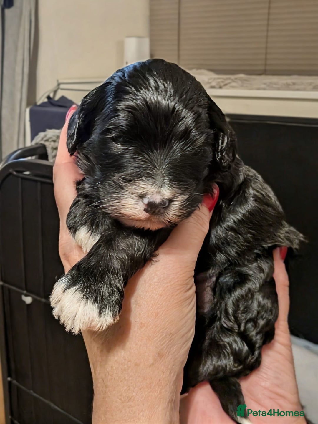 Mixed Breed dogs for sale: F1B Ttoodle Puppies  - Advert 2