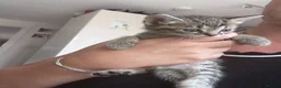 Domestic Shorthair cats for sale: domestic Shorthair Kittens  - Advert 5