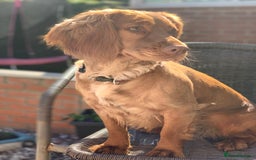 Cocker Spaniel dogs for sale: KC registered Red Cocker Spaniel Pups  - Image 22