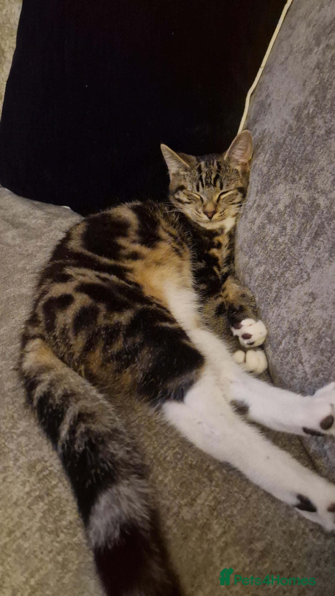Mixed Breed cats for sale: Rehoming our male cat  - Advert 1