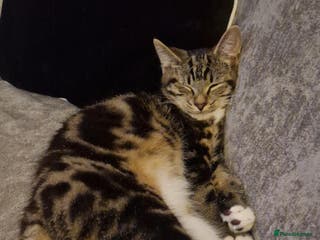 Mixed Breed cats Rehoming our male cat - Advert 1