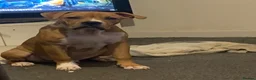 Mixed Breed dogs for sale: Tyson  - Advert 2