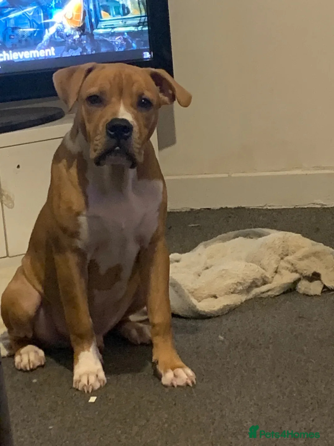 Mixed Breed dogs for sale: Tyson  - Advert 2