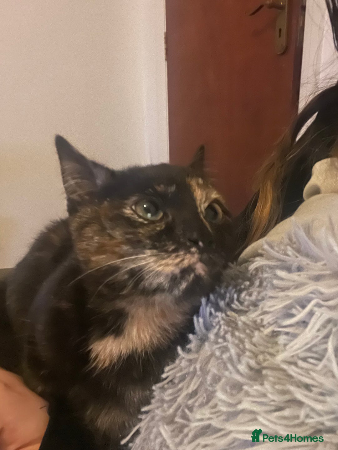 British Shorthair cats for sale: Female cat - Advert 3