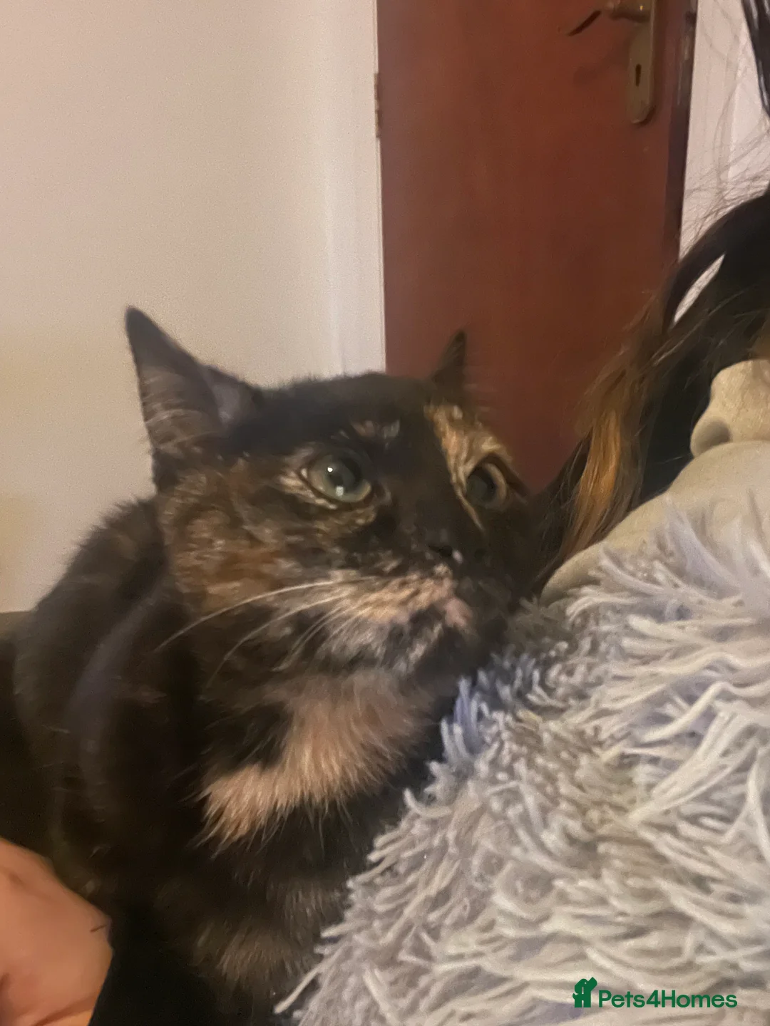 British Shorthair cats for sale: Female cat - Advert 3