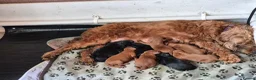 Cockapoo dogs for sale: F2 cockerpoos 2 week old  - Advert 18