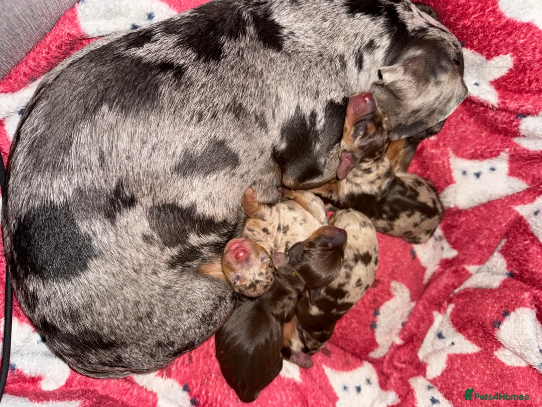 Miniature Dachshund dogs for sale: Splendid mini dachshunds  in Ipswich - Advert 2