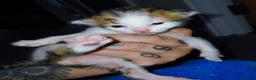 Mixed Breed cats for sale: babies for sale  - Advert 8