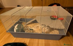 Hamster rodents for sale: Black/brown Male Syrian Hamster (Cage included) - Image 4