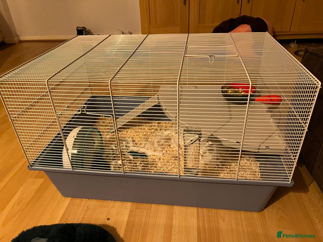 Hamster rodents for sale: Black/brown Male Syrian Hamster (Cage included) - Image 4