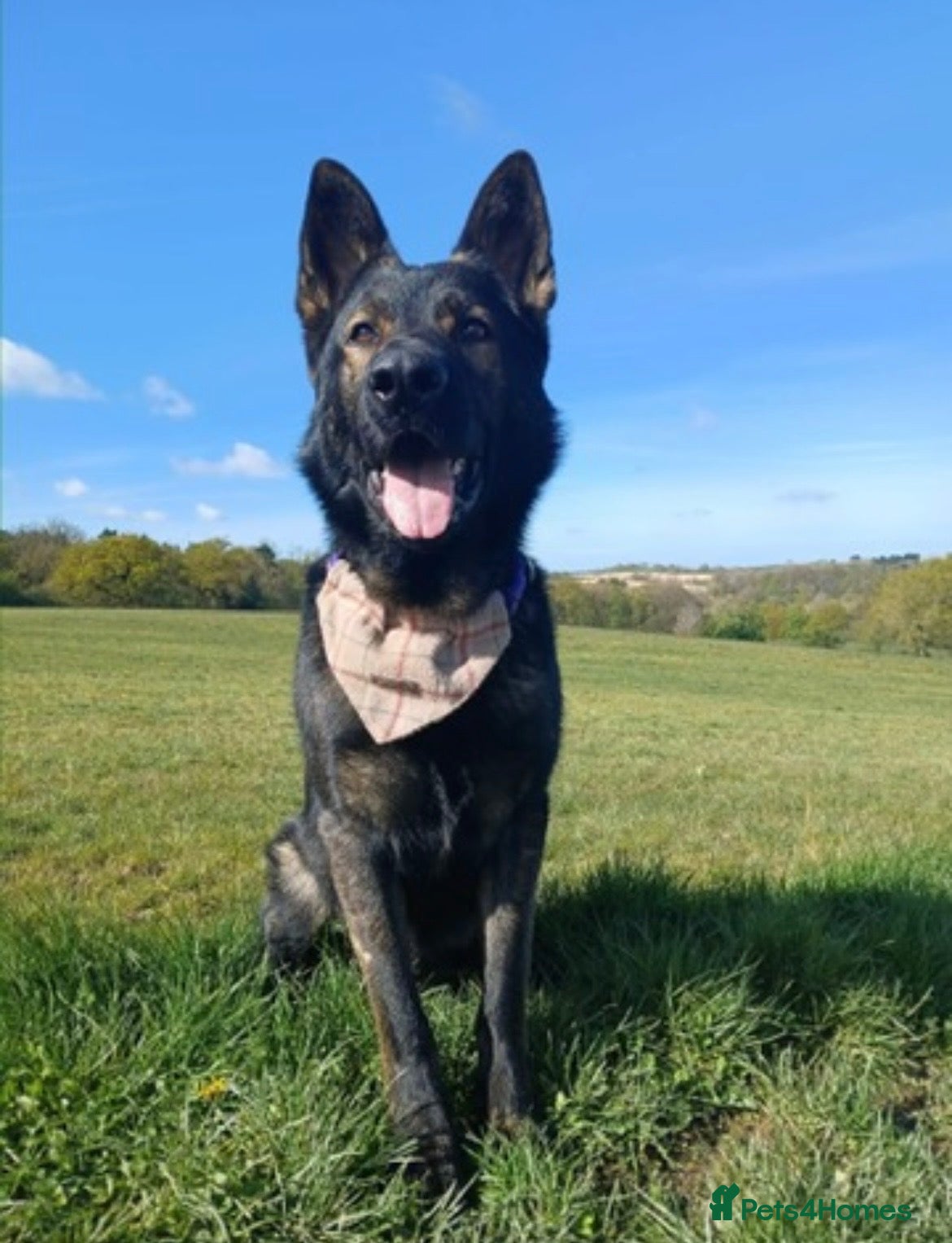 German Shepherd dogs Pure bred Working line German shepherd for stud - Advert 8