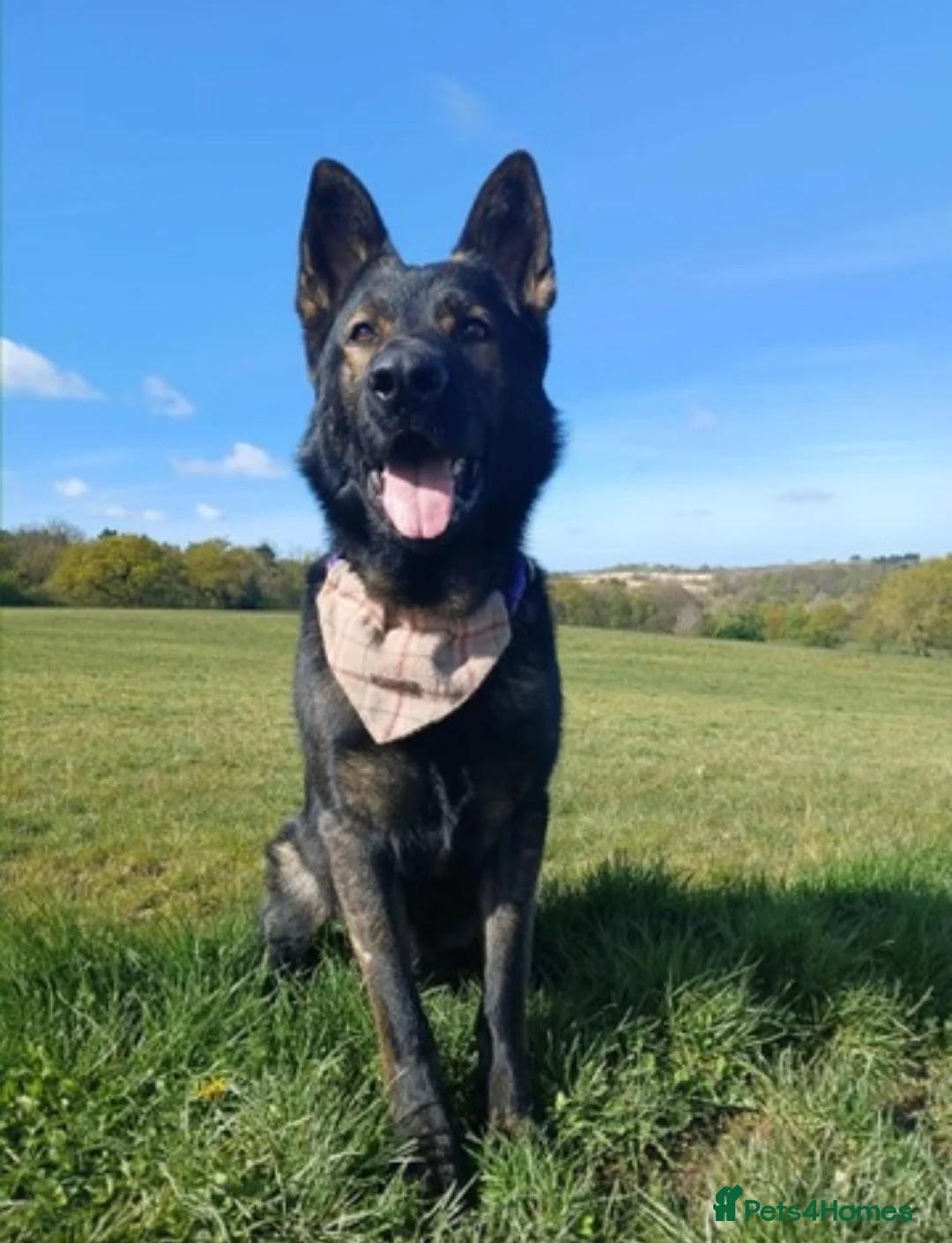 German Shepherd dogs for stud: Pure bred Working line German shepherd for stud in Nottingham - Advert 1