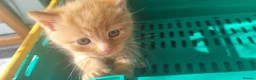 Mixed Breed cats for sale: 7 gorgeous kittens looking for a home - Advert 26