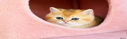 British Longhair cats for sale: British Shorthair &Longhair Golden Shaded (NY11) - Advert 13