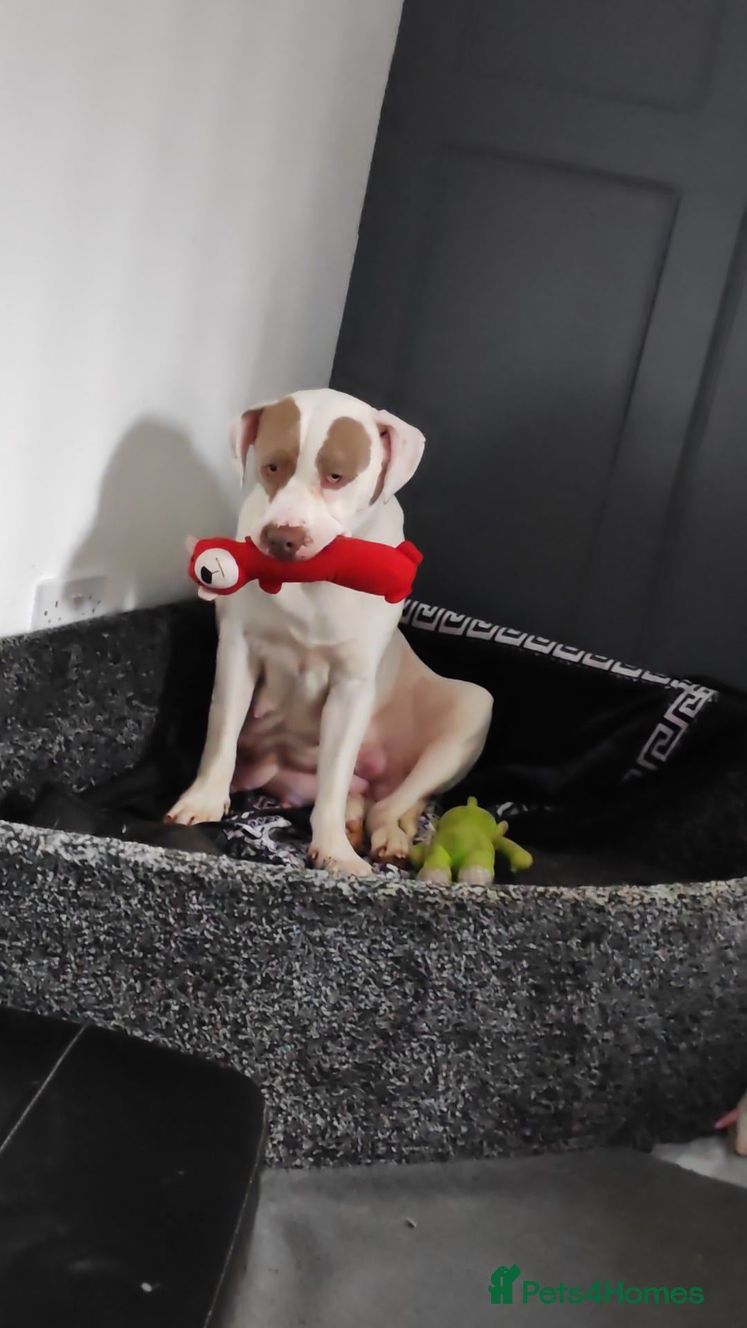 Presa Canario dogs for sale: Spanish mastiff  - Advert 1