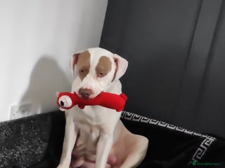 Presa Canario dogs Spanish mastiff - Advert 1