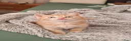 Mixed Breed cats for sale: Cute ginger kitten left - Advert 6