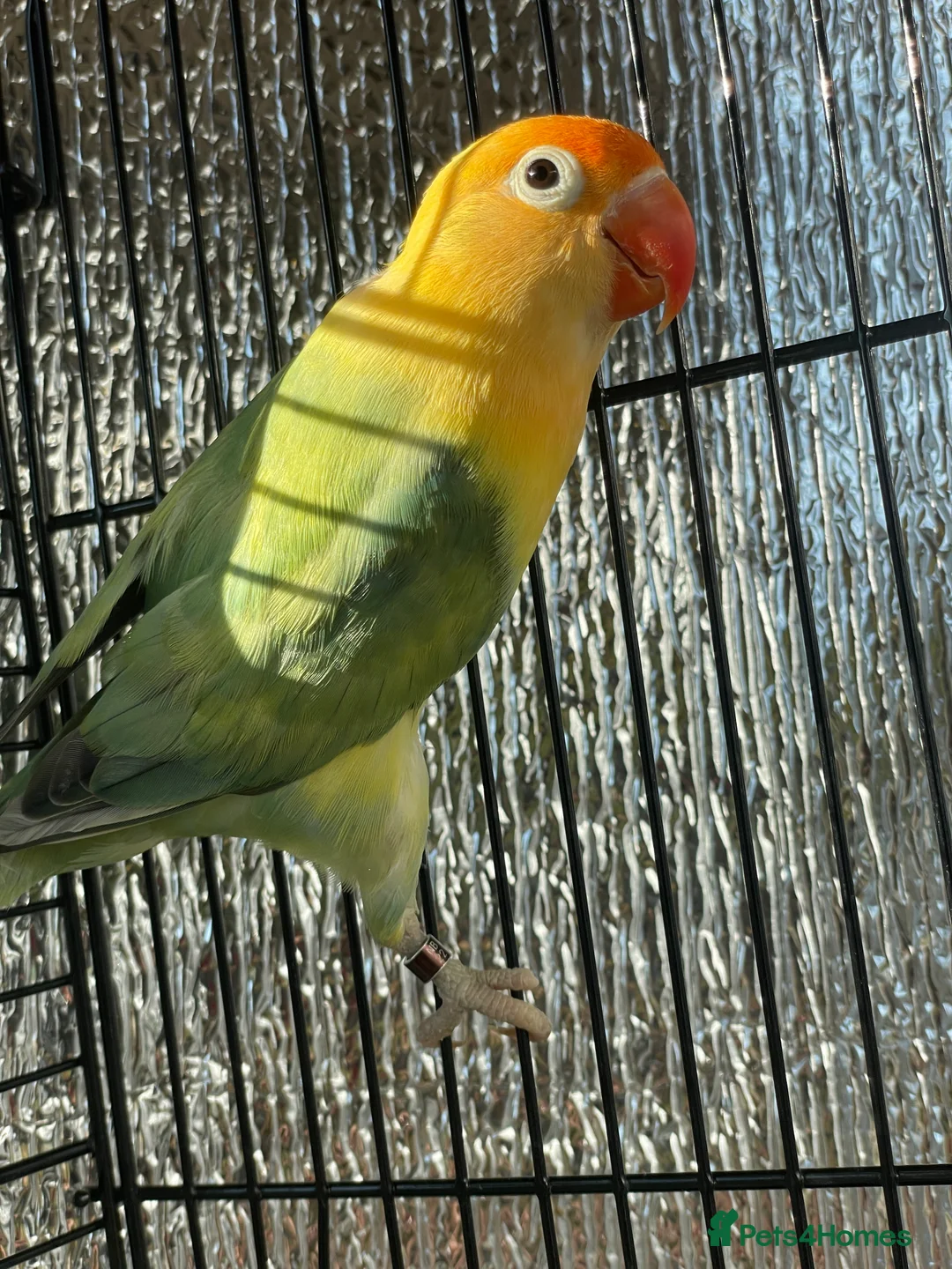 Mixed Breed birds for sale: Love birds and cockatiels Next - Advert 4