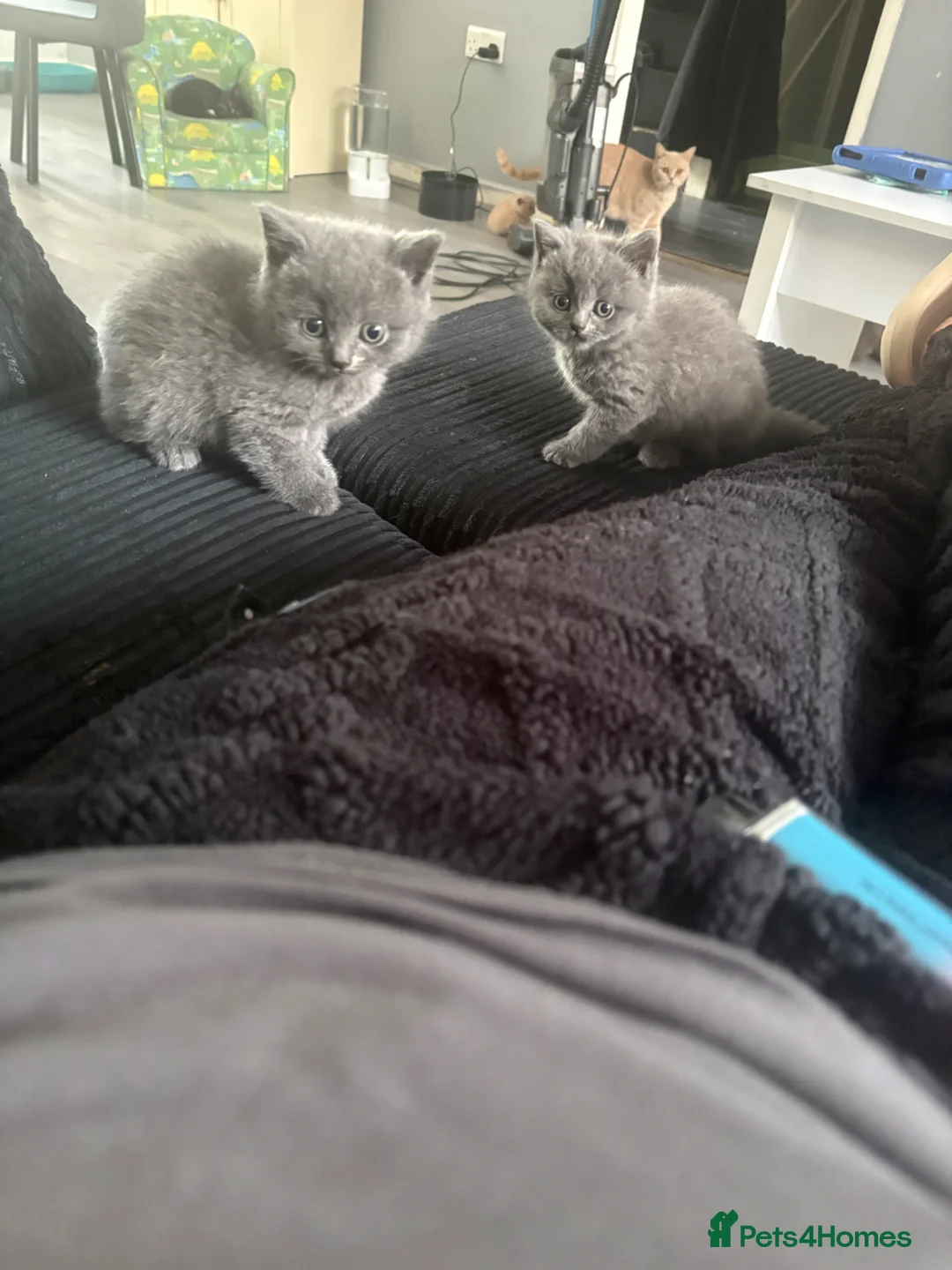 British Shorthair cats for sale: British shorthair/longhair - Advert 1
