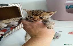 Bengal cats for sale: Tica RG pure bengals  - Image 17