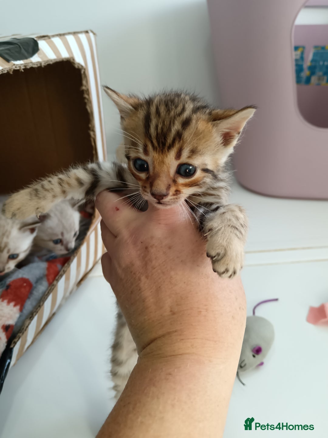 Bengal cats for sale: Tica RG pure bengals  - Image 17