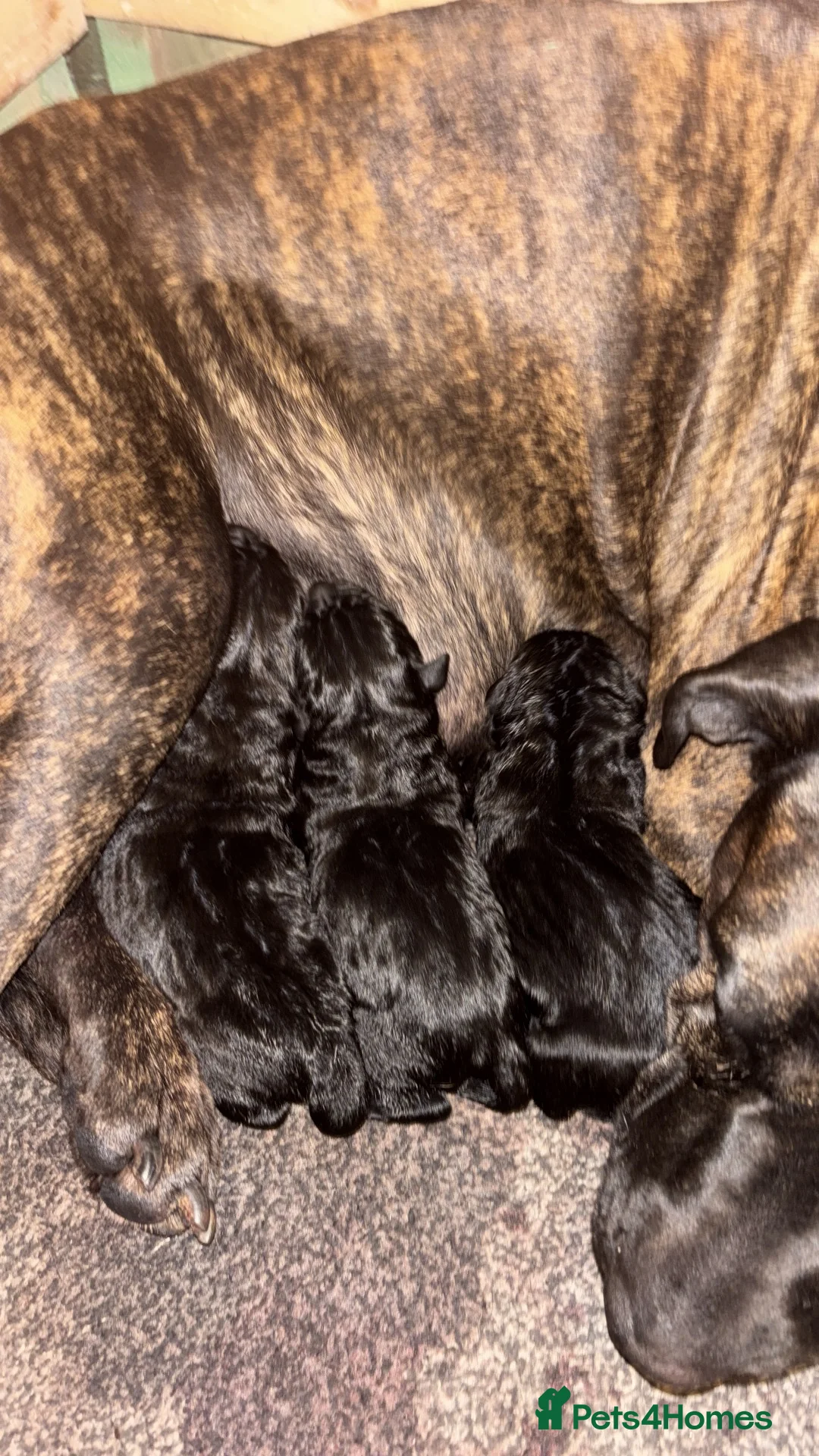 Cane Corso dogs for sale: Cane corso pups 🐾 - Advert 15