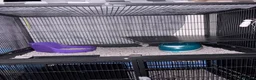 Chinchilla rodents for sale: 2 bonded male chinchillas  in Dudley - Advert 5
