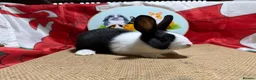 Dutch rabbits for sale: Gorgeous Dutch Rabbits  - Advert 9