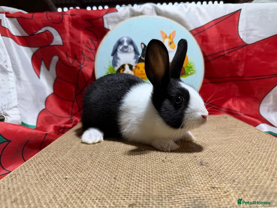 Dutch rabbits for sale: Gorgeous Dutch Rabbits  - Advert 9